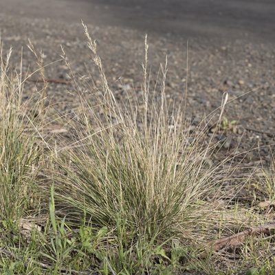 Austrostipa gibbosa, photographed by Kym Nicolson