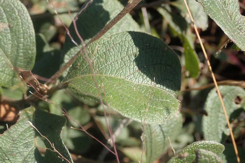 Terminalia phanerophlebia, photographed by Andrew Deacon