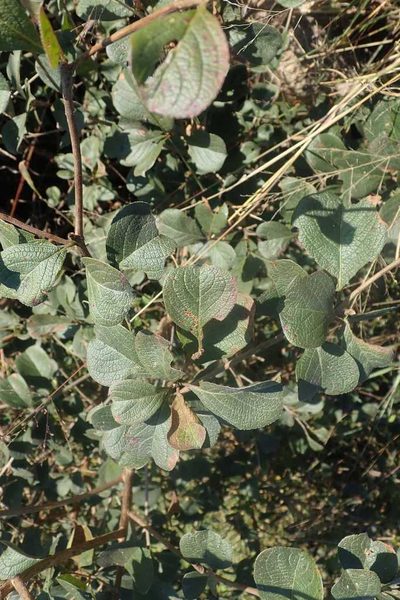 Terminalia phanerophlebia, photographed by Andrew Deacon