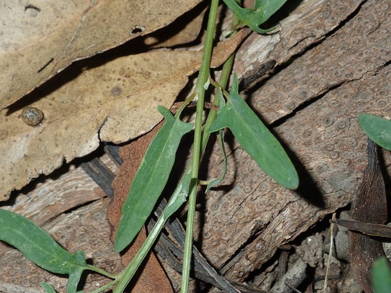 Chenopodium polygonoides, photographed by Thomas Mesaglio