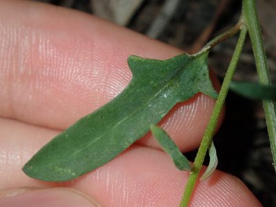 Chenopodium polygonoides, photographed by Thomas Mesaglio