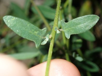 Chenopodium polygonoides, photographed by Thomas Mesaglio