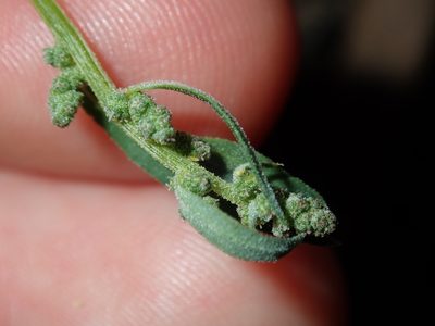 Chenopodium polygonoides, photographed by Thomas Mesaglio