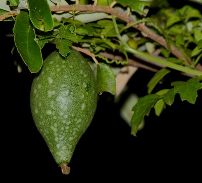 Momordica cardiospermoides, photographed by Bernard DUPONT