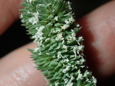 Phalaris aquatica, photographed by Thomas Mesaglio