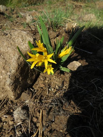 Cyrtanthus breviflorus, photographed by James Deacon