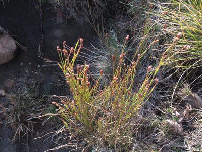 Restio schoenoides, photographed by James Deacon