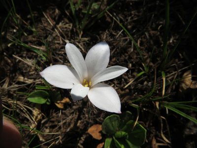 Apodolirion buchananii, photographed by James Deacon