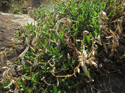Delosperma crassuloides, photographed by James Deacon