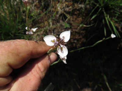 Moraea brevistyla, photographed by James Deacon