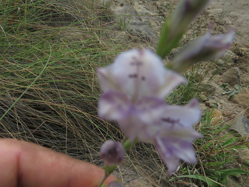 Gladiolus inandensis, photographed by James Deacon