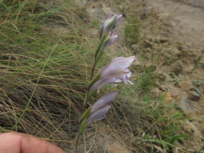Gladiolus inandensis, photographed by James Deacon