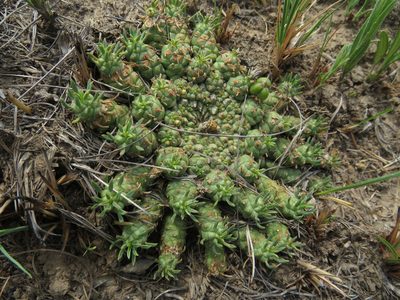 Euphorbia flanaganii, photographed by James Deacon