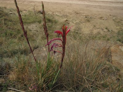 Watsonia gladioloides, photographed by James Deacon