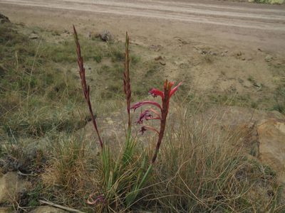 Watsonia gladioloides, photographed by James Deacon