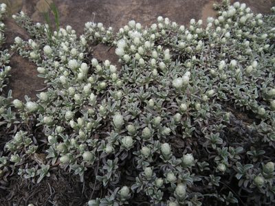 Helichrysum caespititium, photographed by James Deacon