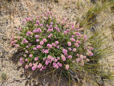 Verticordia pennigera, photographed by Cal Wood
