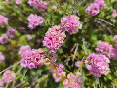 Verticordia pennigera, photographed by Cal Wood