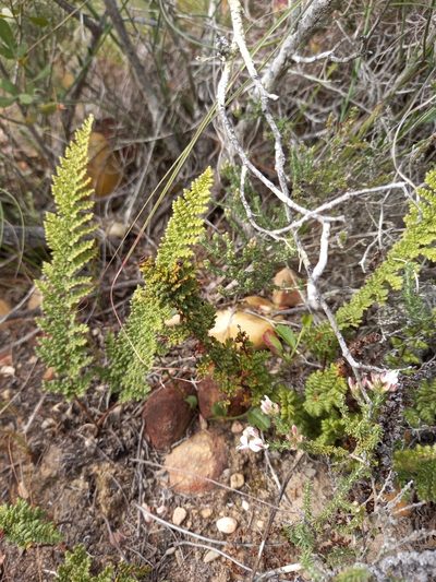 Anthonya contracta, photographed by kevin koen