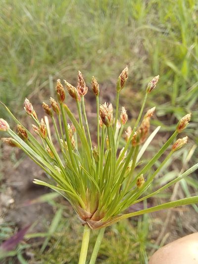 Isolepis ludwigii, photographed by kevin koen