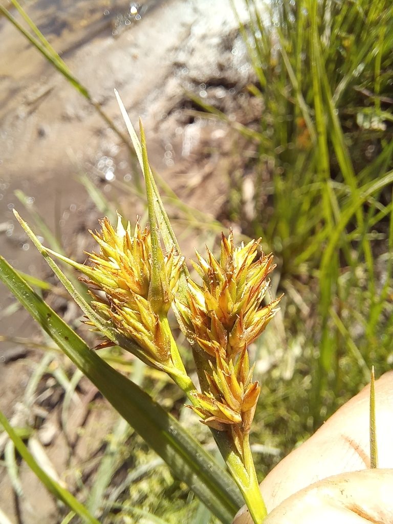 Carpha capitellata, photographed by kevin koen