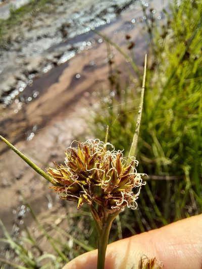 Carpha capitellata, photographed by kevin koen