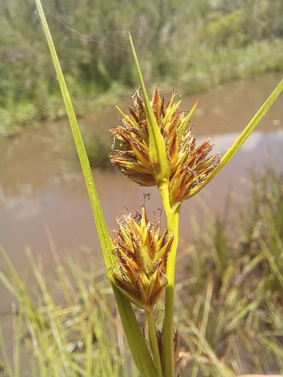 Carpha capitellata, photographed by kevin koen