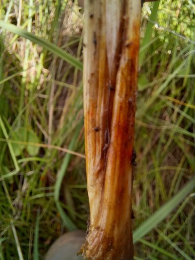 Carpha capitellata, photographed by kevin koen