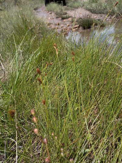 Carpha capitellata, photographed by kevin koen