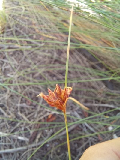 Ficinia fascicularis, photographed by kevin koen