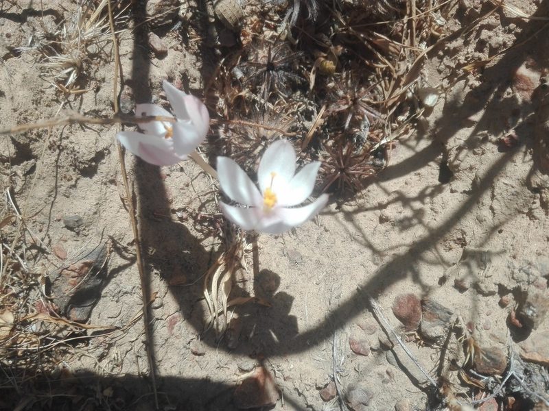 Gethyllis campanulata, photographed by Danwill Beukes