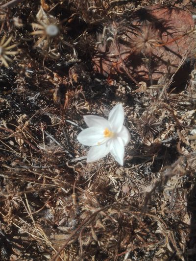 Gethyllis campanulata, photographed by Danwill Beukes
