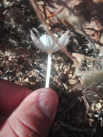 Gethyllis campanulata, photographed by Danwill Beukes
