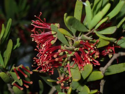 Amyema gaudichaudii, photographed by Thomas Mesaglio