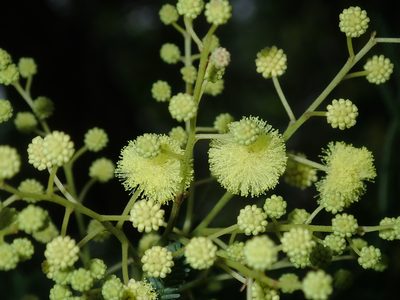Acacia parramattensis, photographed by Thomas Mesaglio