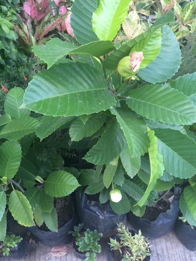 Dillenia philippinensis, photographed by Greg III Espera