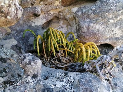 Phlegmariurus gnidioides, photographed by flamelily