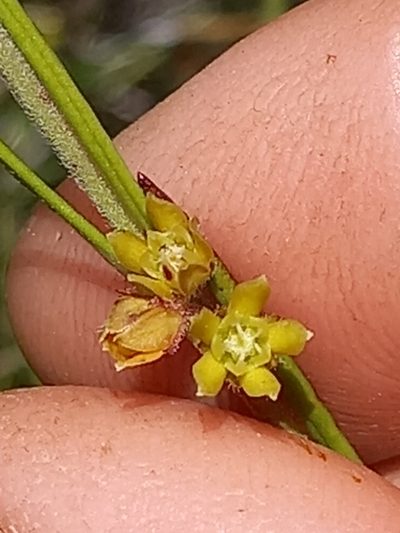 Aspidoglossum gracile, photographed by kevin koen
