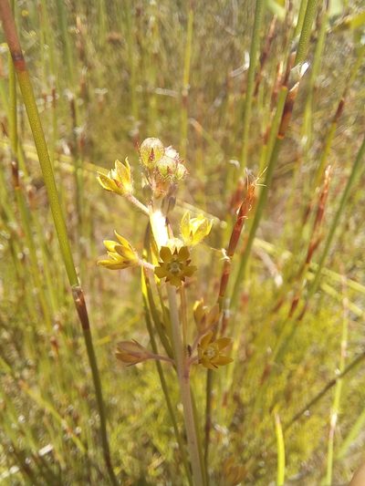 Aspidoglossum gracile, photographed by kevin koen