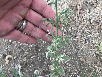 Erigeron oreophilus, photographed by CK2AZ