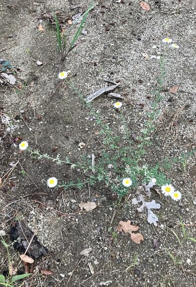 Erigeron oreophilus, photographed by CK2AZ