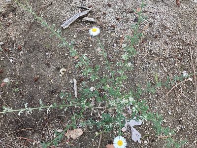 Erigeron oreophilus, photographed by CK2AZ