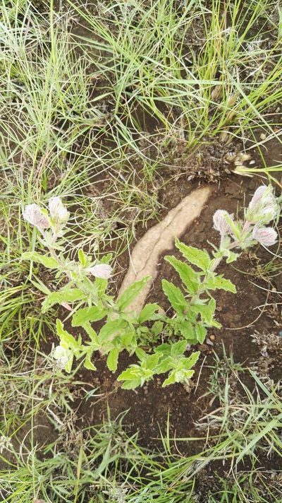 Hermannia grandistipula, photographed by Marianne Le Roux
