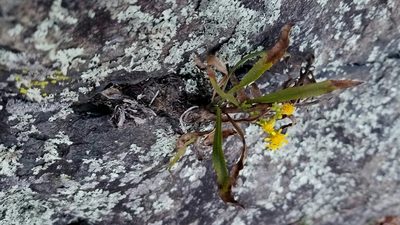 Solidago racemosa, photographed by Daniel McClosky