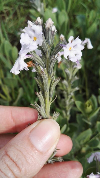Chascanum latifolium, photographed by Marianne Le Roux