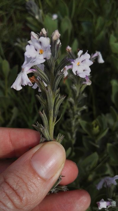 Chascanum latifolium, photographed by Marianne Le Roux