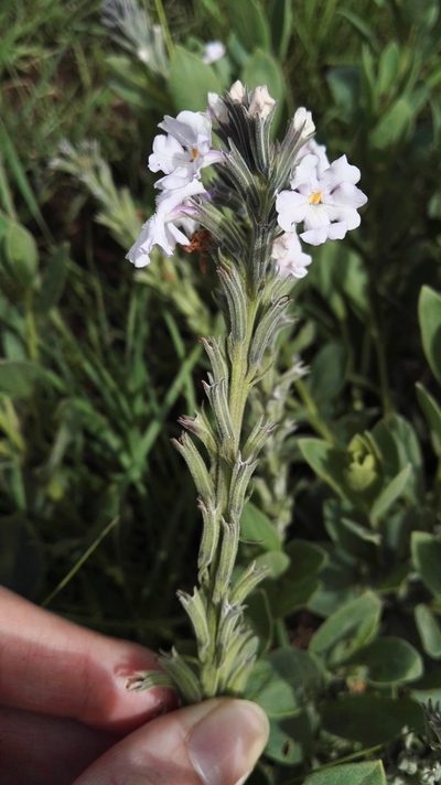 Chascanum latifolium, photographed by Marianne Le Roux