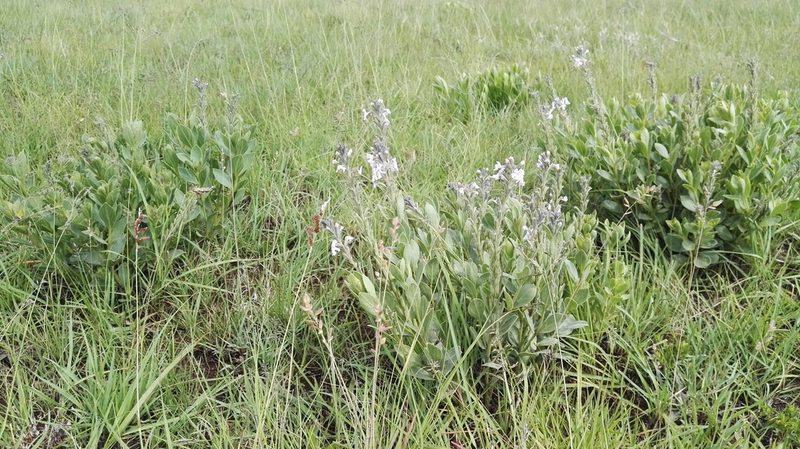 Chascanum latifolium, photographed by Marianne Le Roux