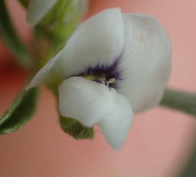 Psoralea candicans, photographed by Nicola van Berkel