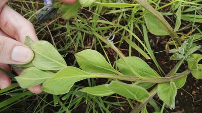 Chascanum latifolium, photographed by Marianne Le Roux